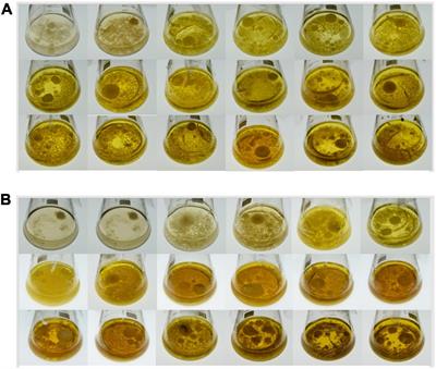 Transcriptome Analysis of Dendrobine Biosynthesis in Trichoderma longibrachiatum MD33